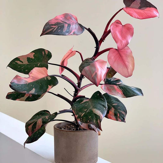 Discover the Allure of the Pink Princess Philodendron: A Royal Gem for Your Indoor Jungle