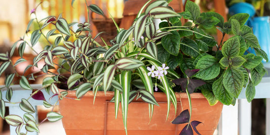 Autumn Season is Coming, Is Your Indoor Jungle Prepared?