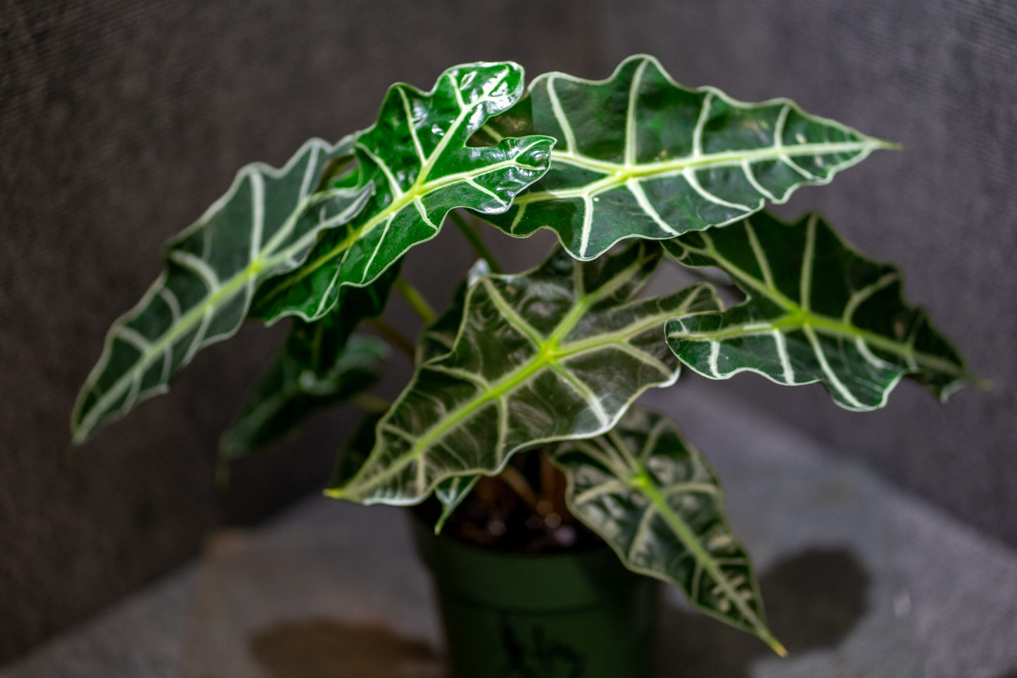 Alocasia Amazonica