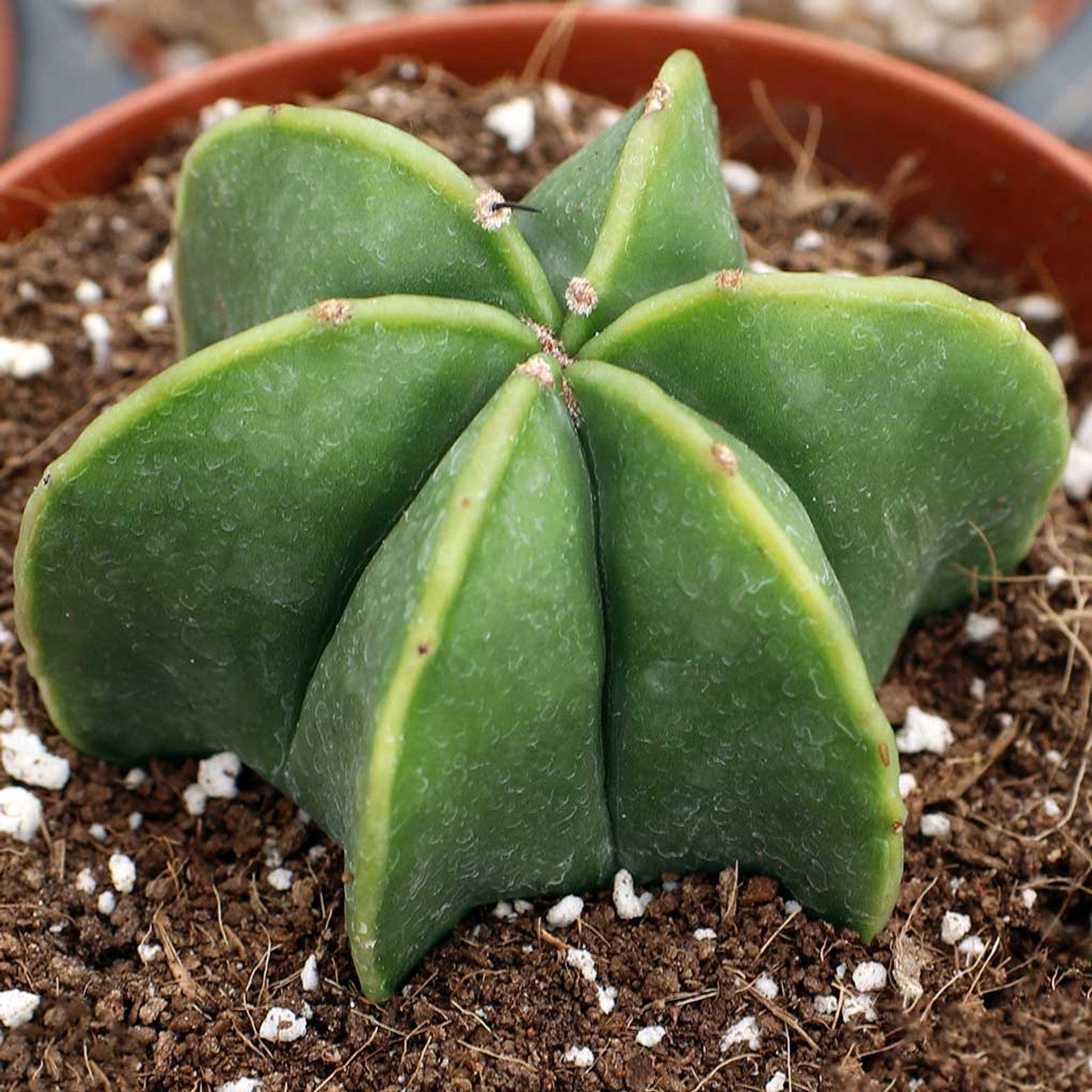 Astrophytum Myriostigma Nudum