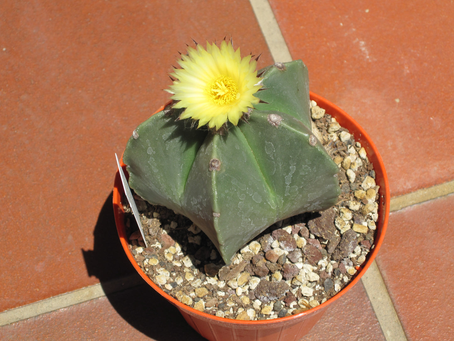 Astrophytum Myriostigma Nudum