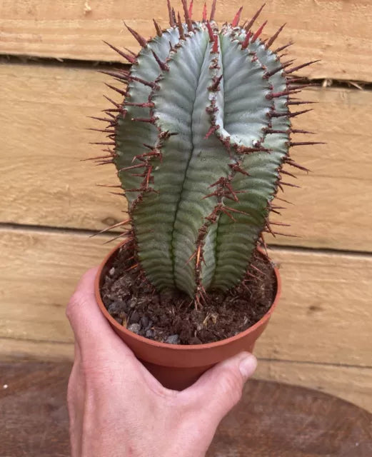 African Milk Barrel (Euphorbia Horrida)