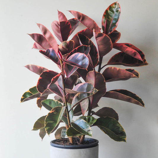 Ficus Elastica Rubber Tree "Ruby"