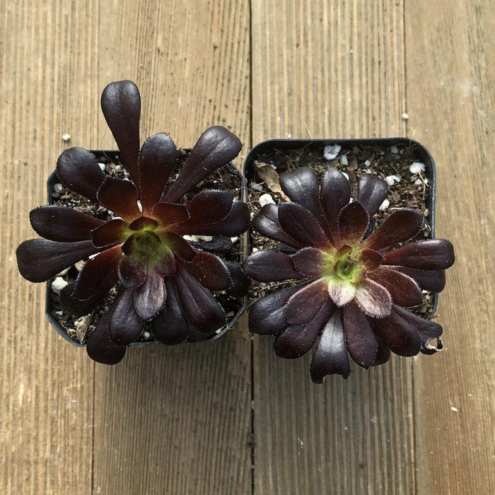 Black Rose - Aeonium (arboreum zwartkop)