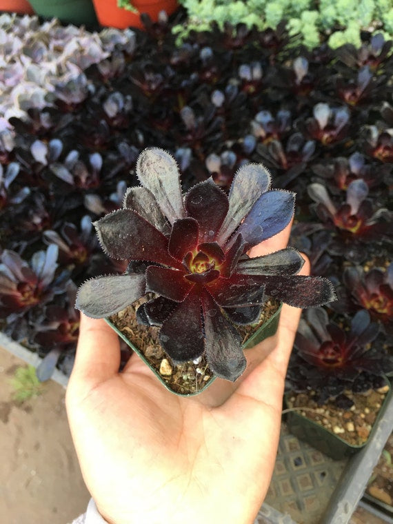 Black Rose - Aeonium (arboreum zwartkop)