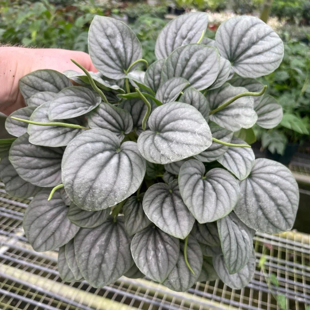 Silver Leaf peperomia