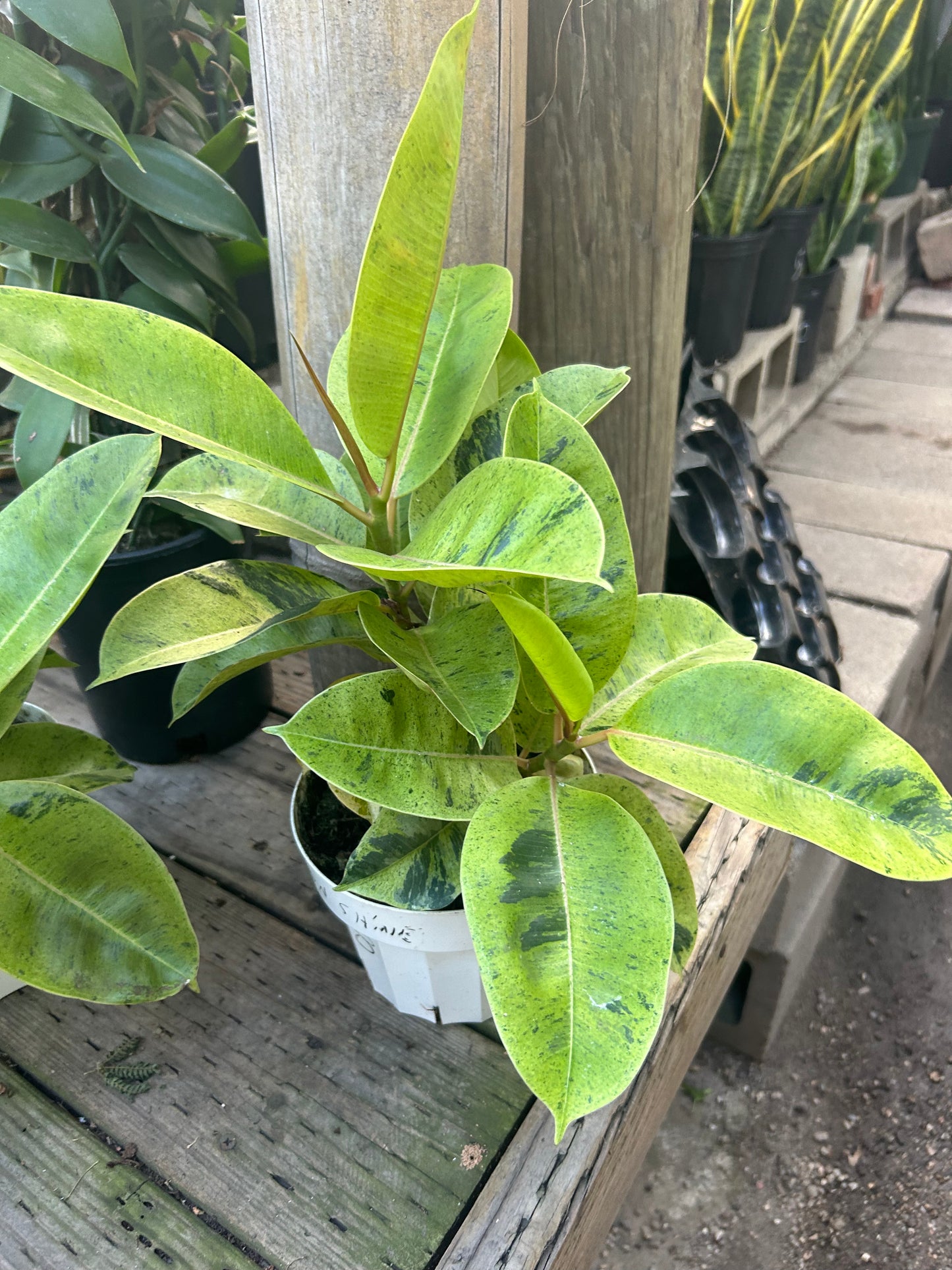 Ficus Shivereana 'Moonshine'