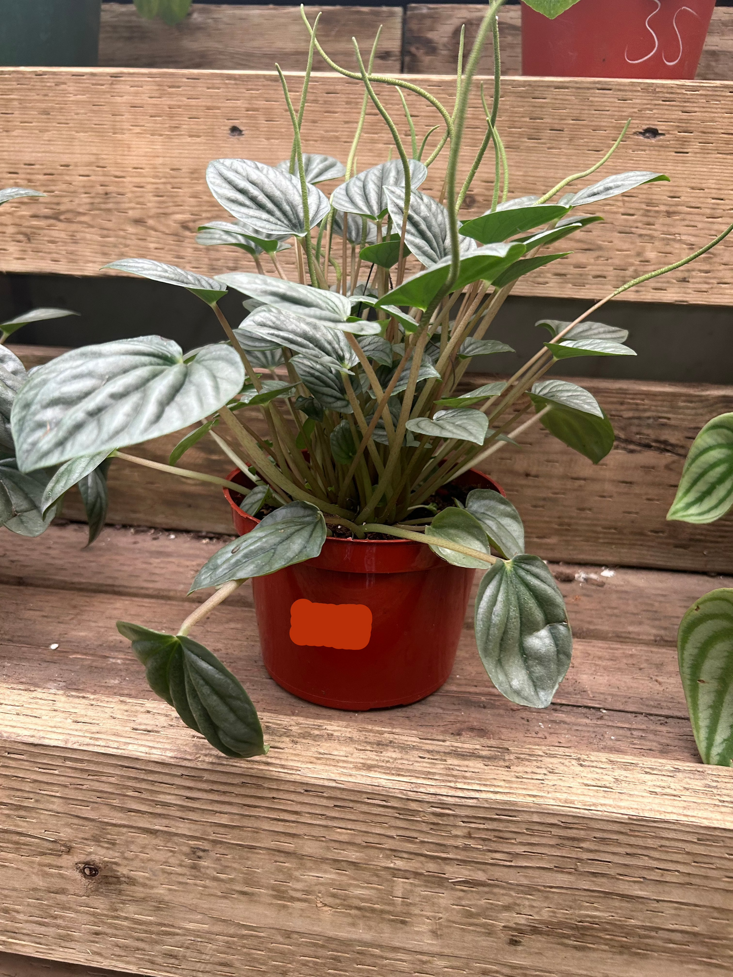 Silver Leaf peperomia