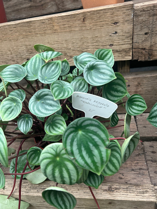 Watermelon Peperomia