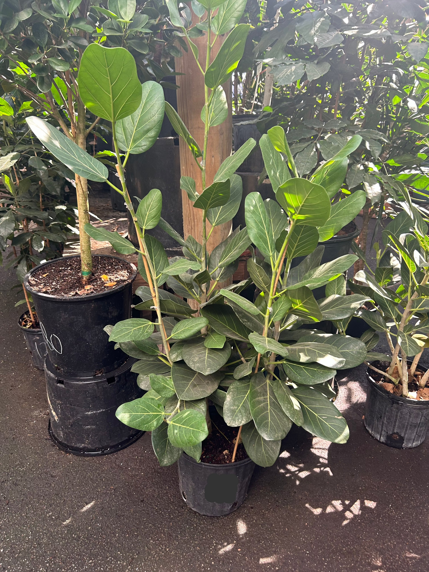 Ficus Audrey