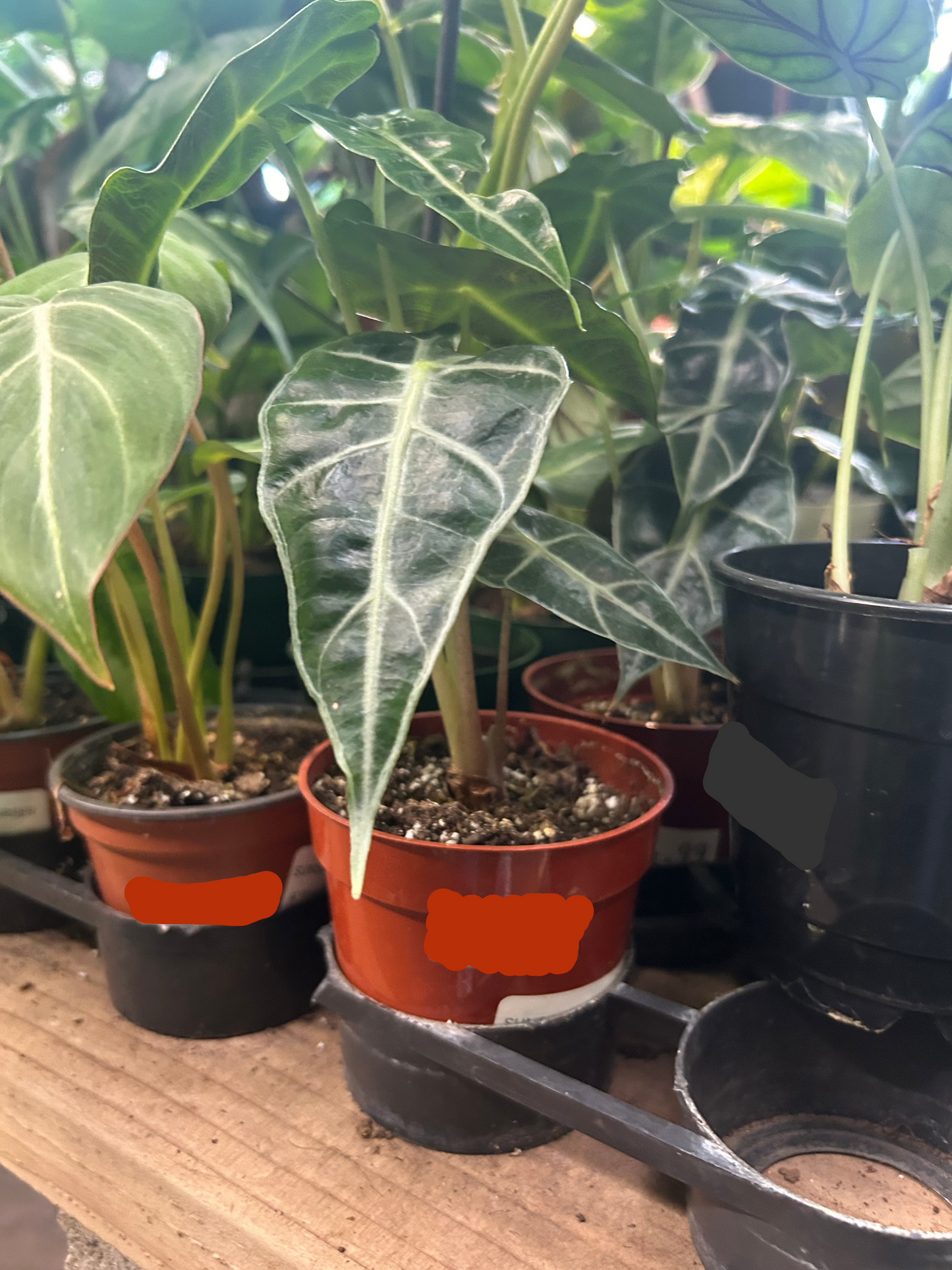 Alocasia Amazonica