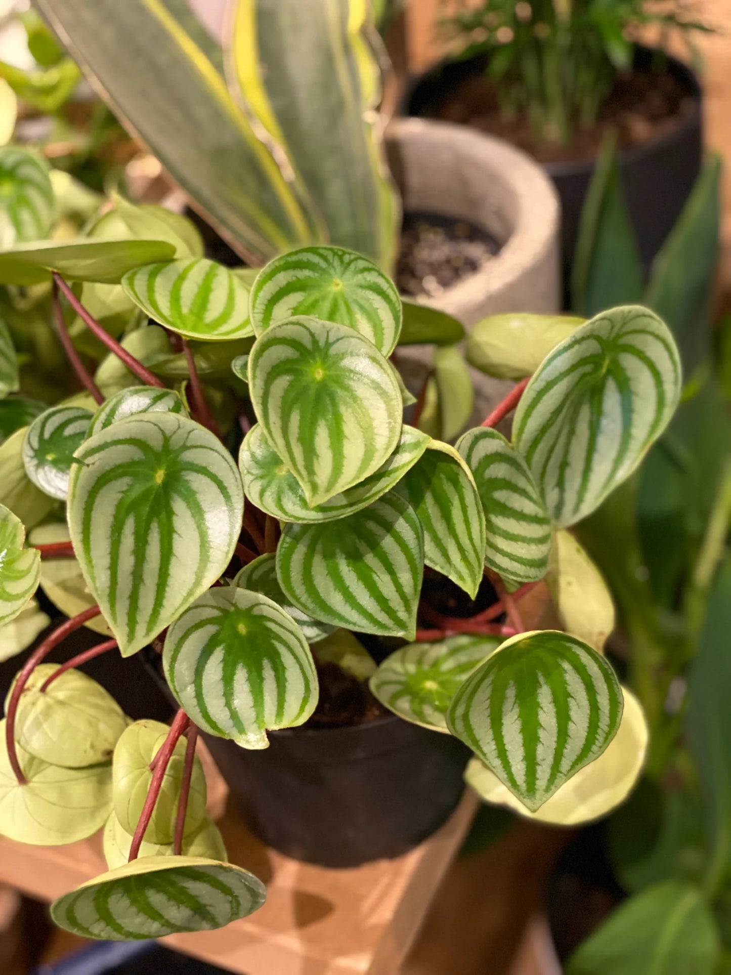 Watermelon Peperomia