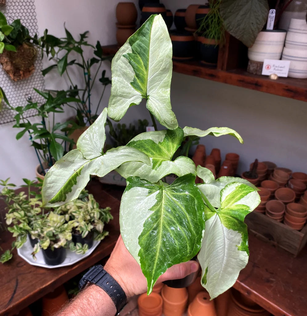 Variegated Arrowhead Vine