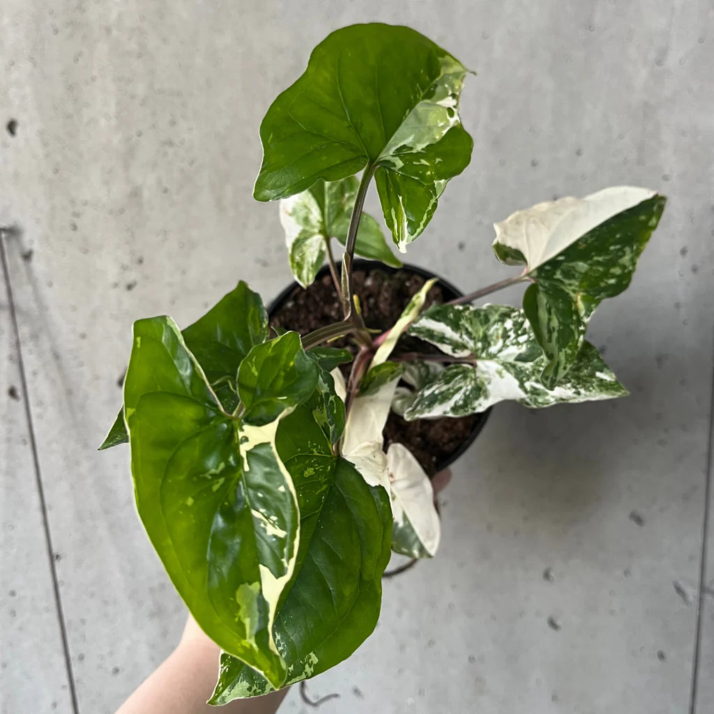 Variegated Arrowhead Vine