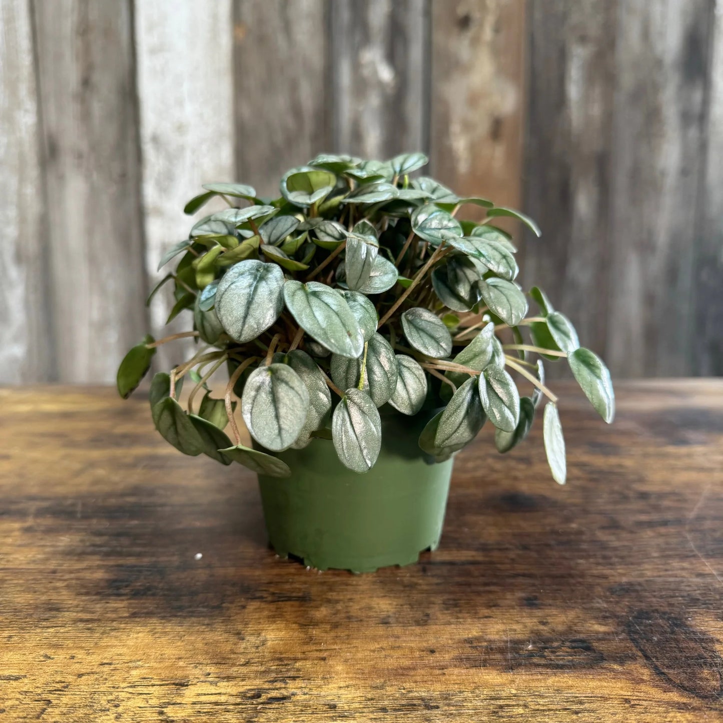 Silver Leaf peperomia