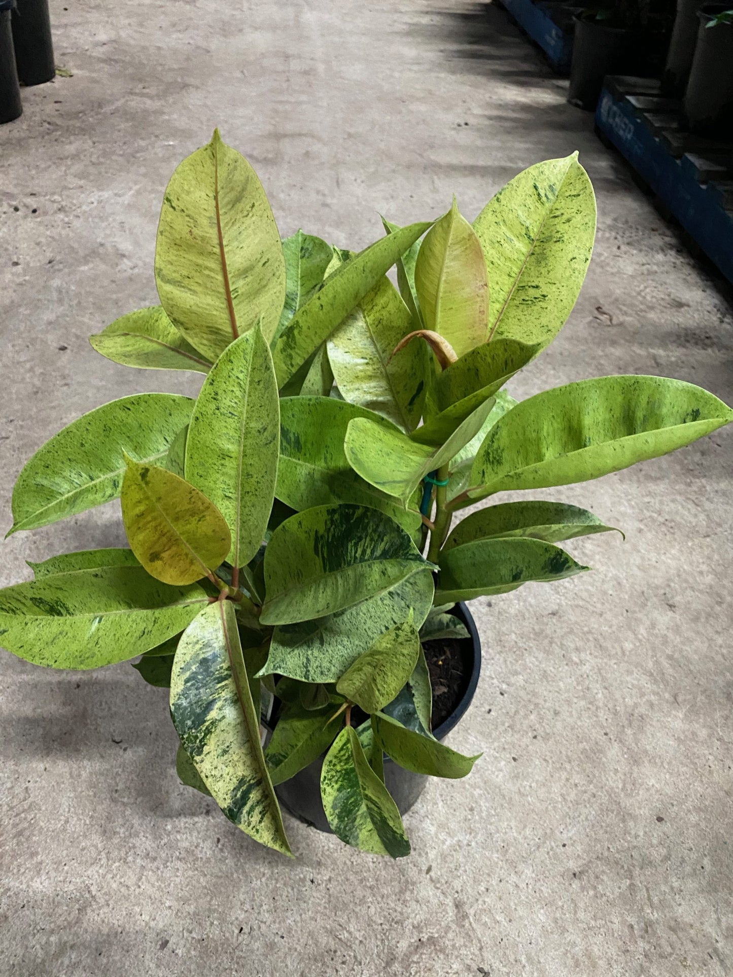 Ficus Shivereana 'Moonshine'