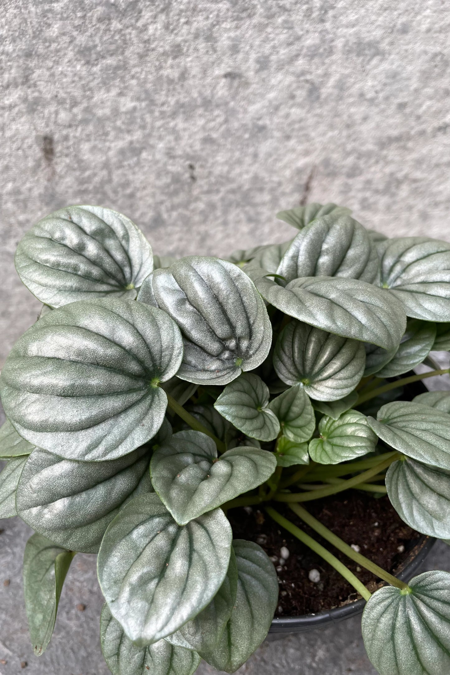 Silver Leaf peperomia