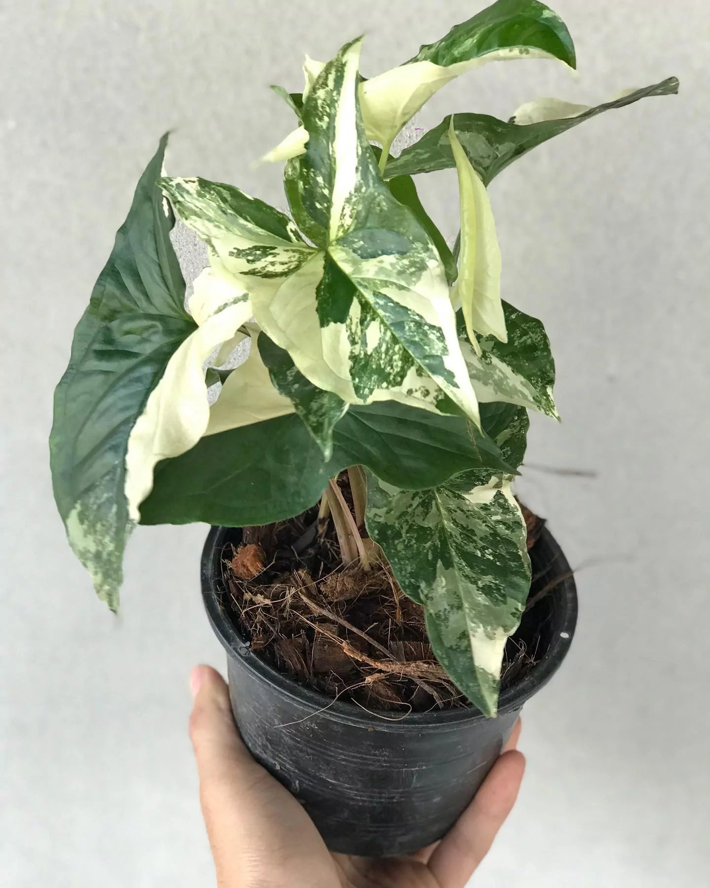 Variegated Arrowhead Vine