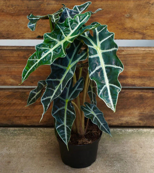 Elephant Ear (Alocasia Polly)