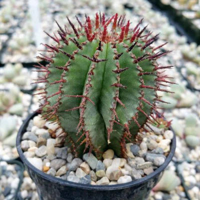 African Milk Barrel (Euphorbia Horrida)