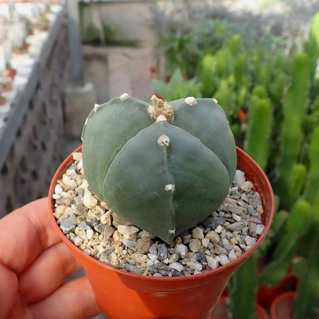 Astrophytum Myriostigma Nudum