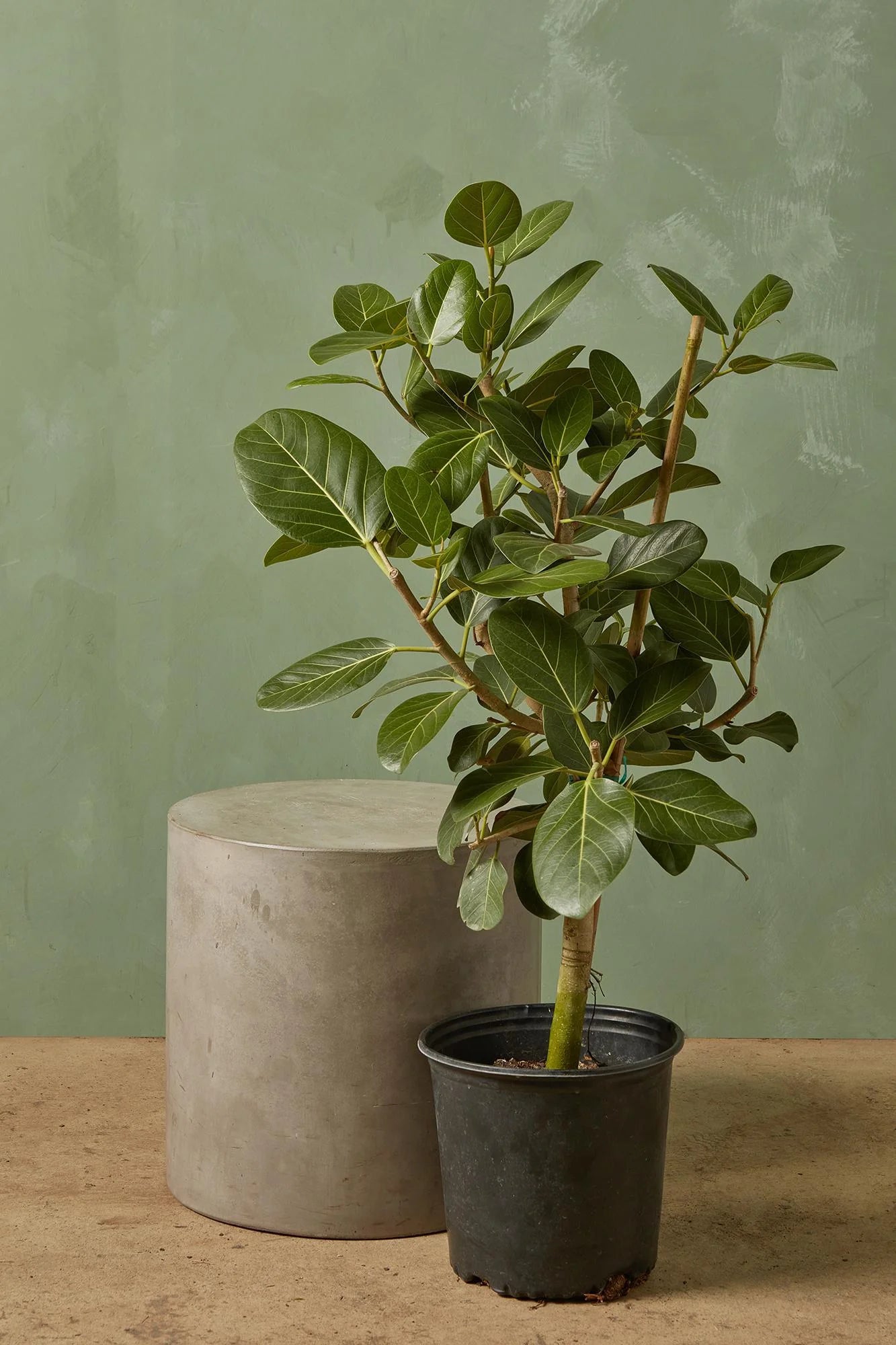 Ficus Audrey