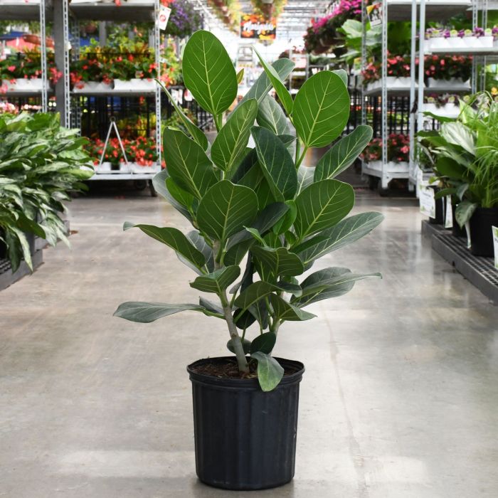 Ficus Audrey