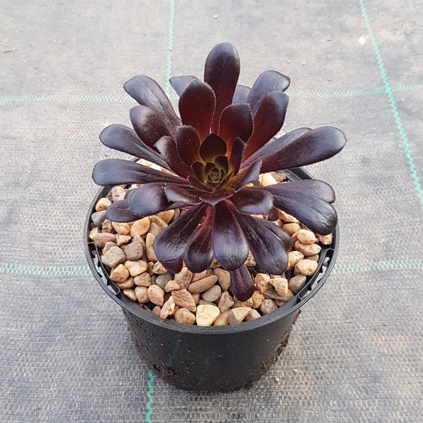 Black Rose - Aeonium (arboreum zwartkop)