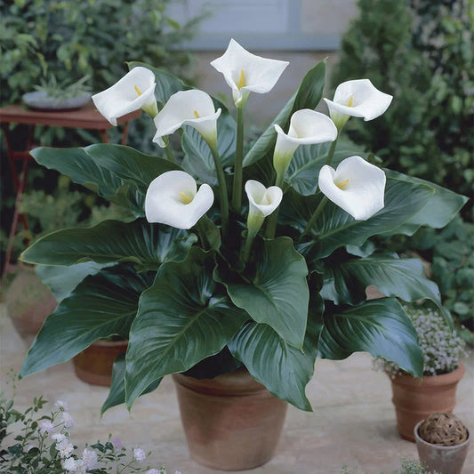 Calla Lily (White)