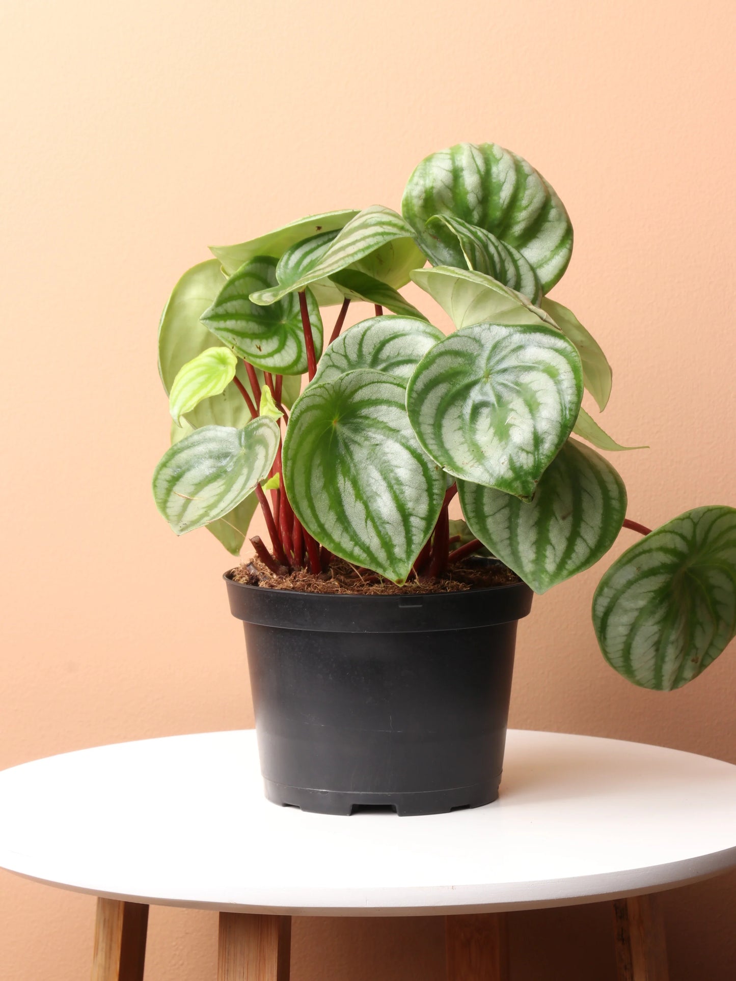 Watermelon Peperomia