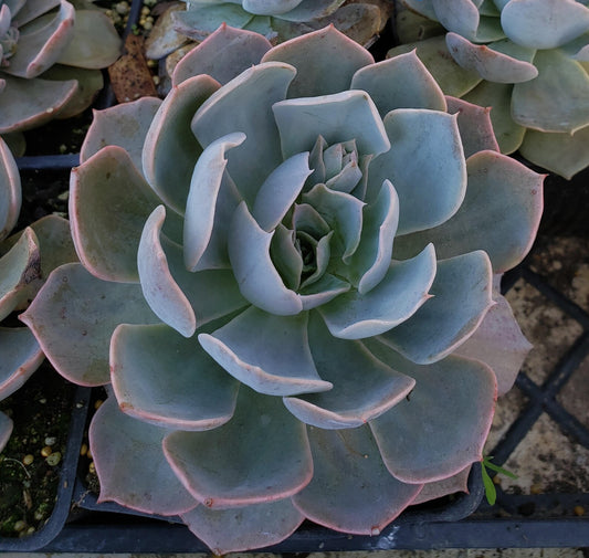 Morning Beauty (Echevaria Subsessilis Succulent)