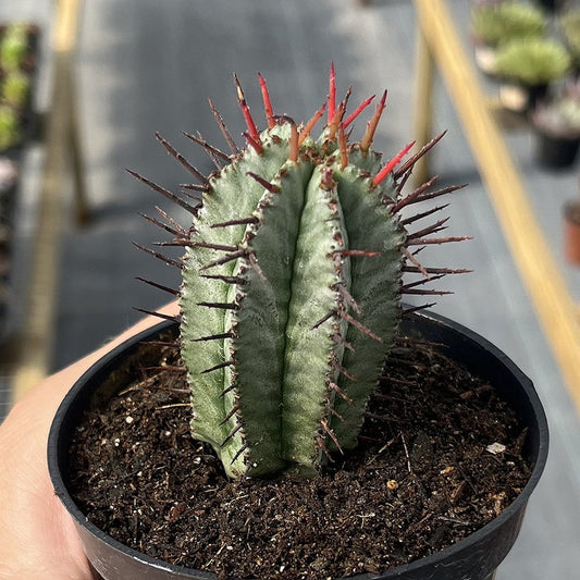 African Milk Barrel (Euphorbia Horrida)