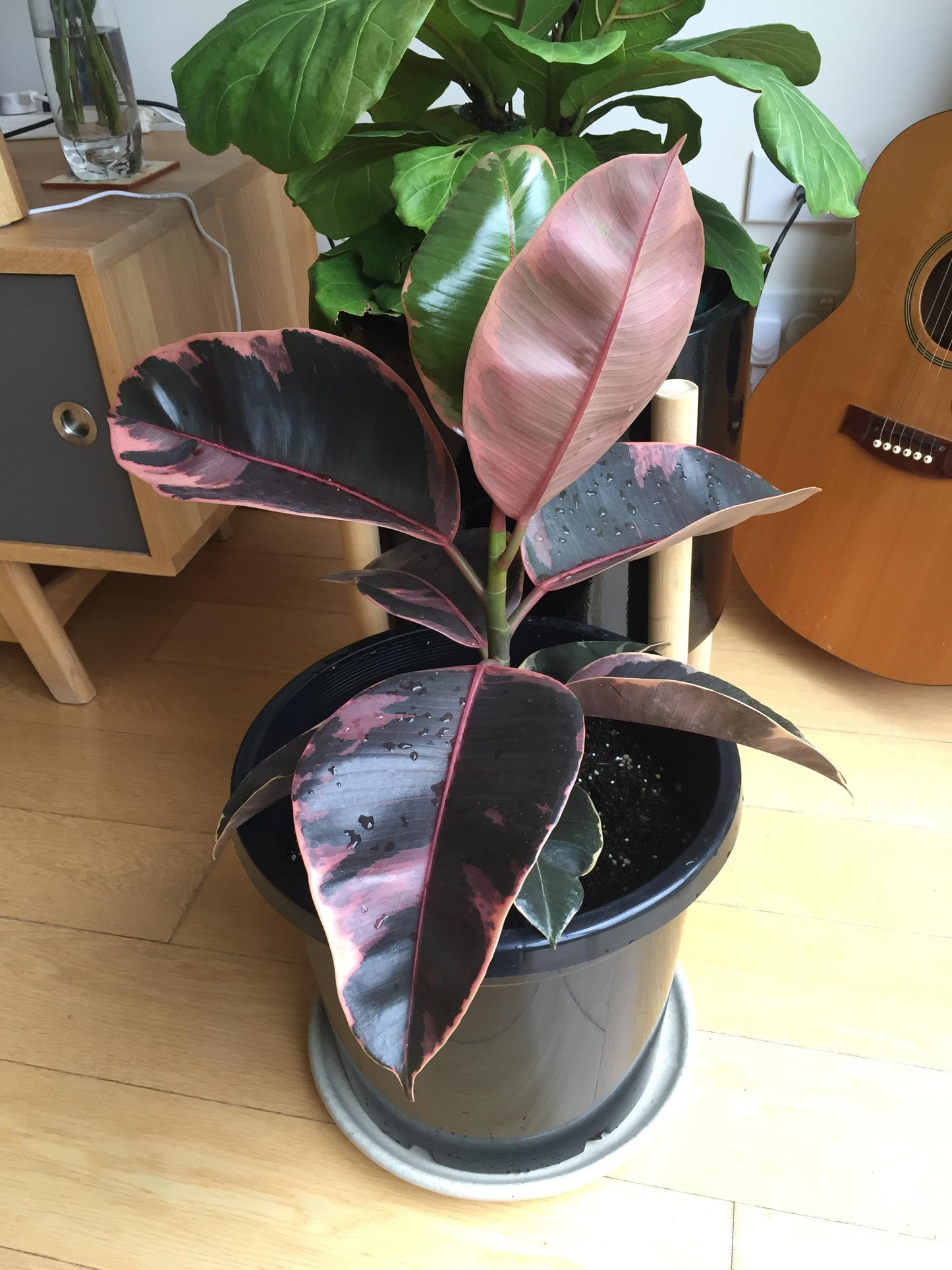 Ficus Elastica Rubber Tree "Ruby"