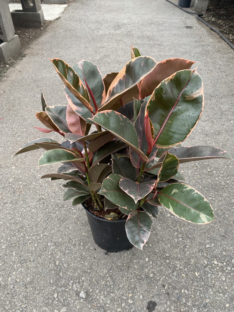 Ficus Elastica Rubber Tree "Ruby"