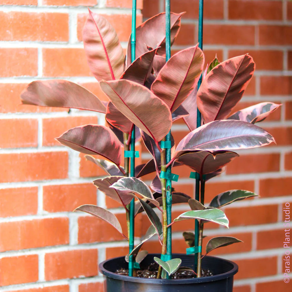 Ficus Elastica Rubber Tree "Ruby"