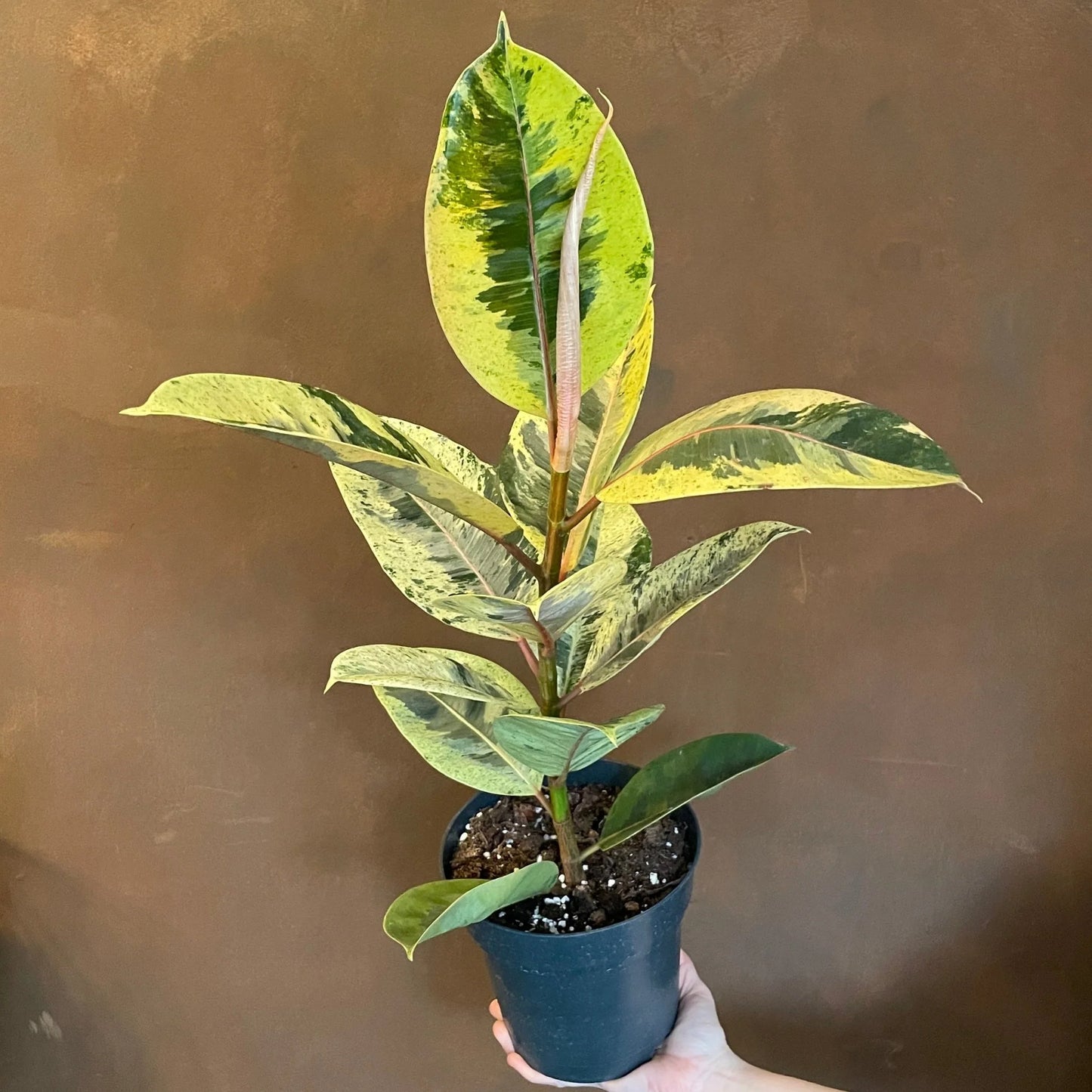 Ficus Shivereana 'Moonshine'