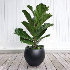 Fiddle Leaf Fig