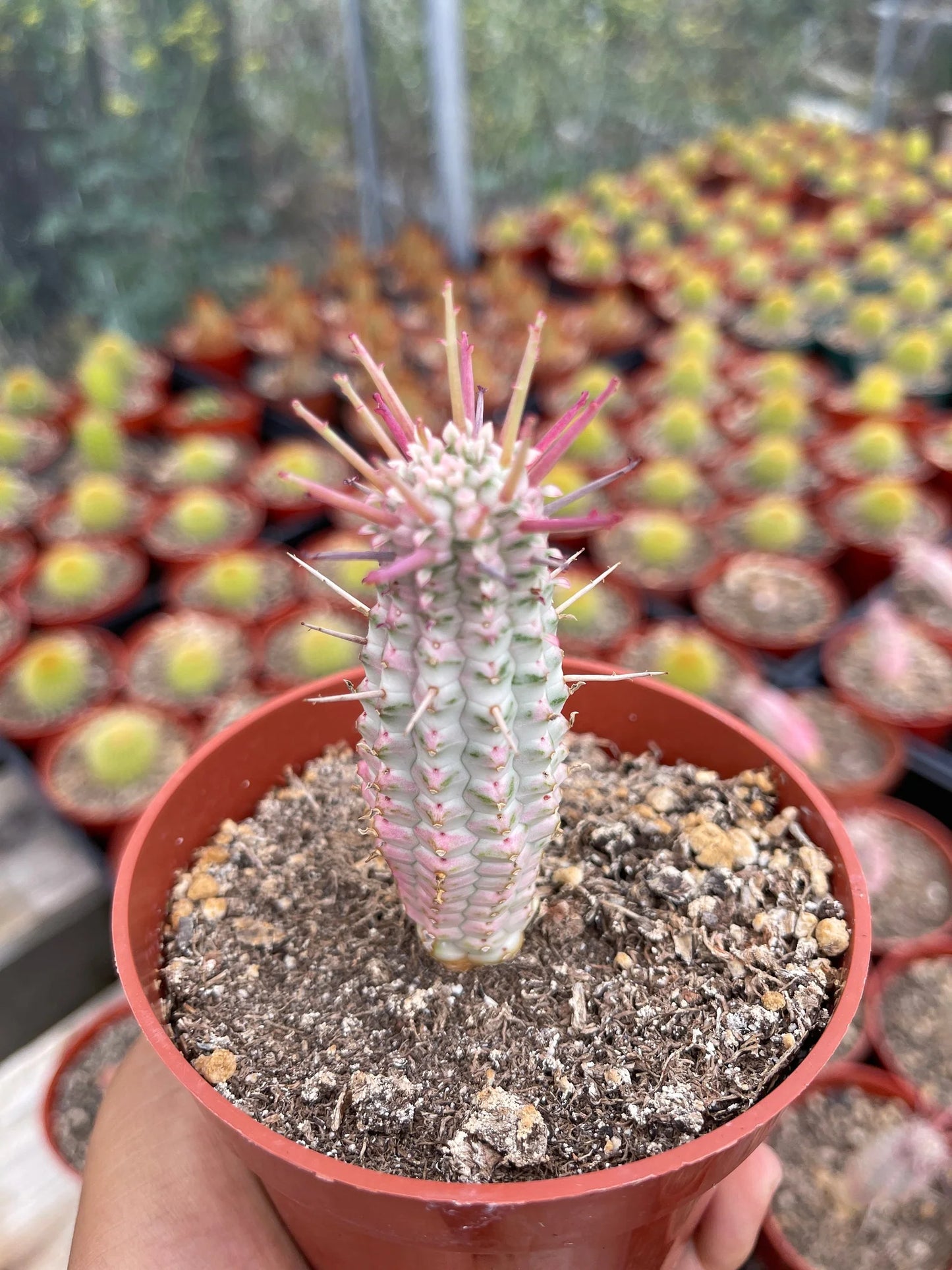 Euphorbia Mammillaris Variegata