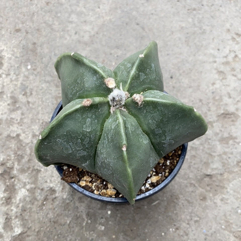 Astrophytum Myriostigma Nudum