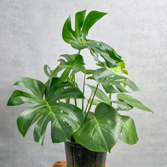 Swiss Cheese (Monstera Deliciosa)