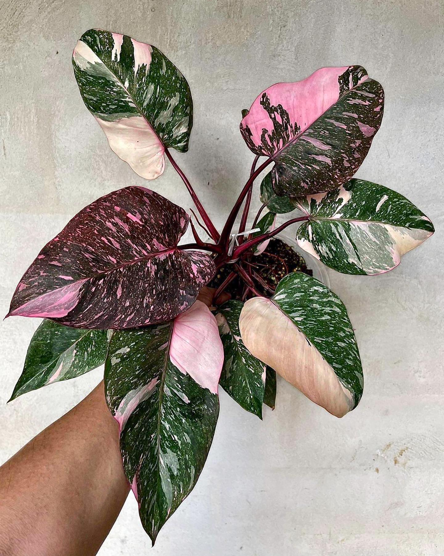 Pink Princess Philodendron - 12"