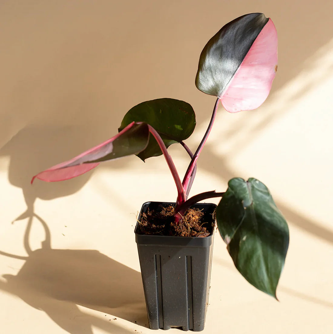 Pink Princess Philodendron - 12"