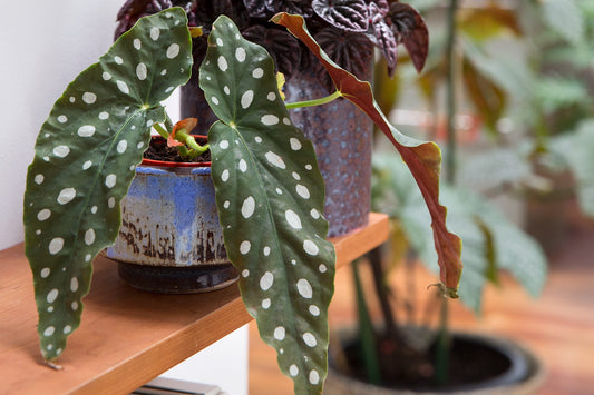 Polka Dot Begonia