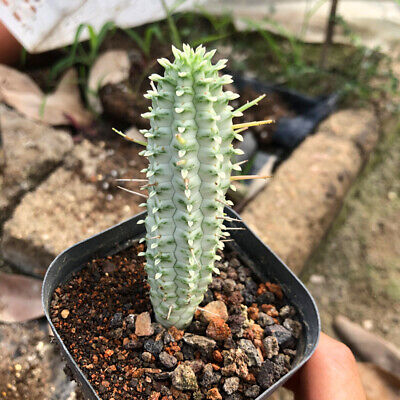 Euphorbia Mammillaris Variegata