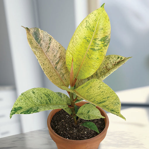 Ficus Shivereana 'Moonshine'