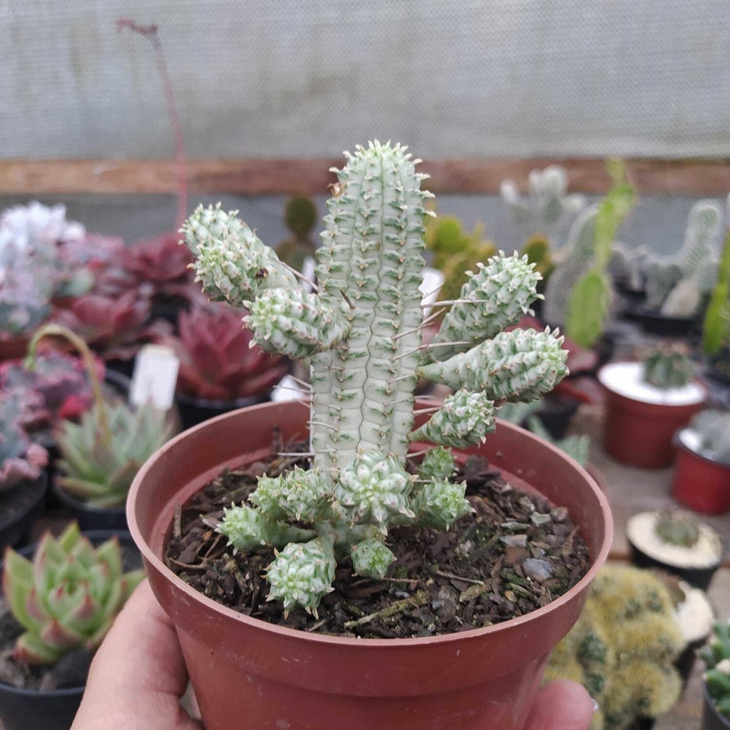 Euphorbia Mammillaris Variegata